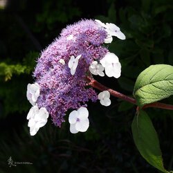 Hortensie 1